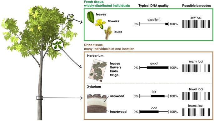 DNA fingerprinting for wood identification