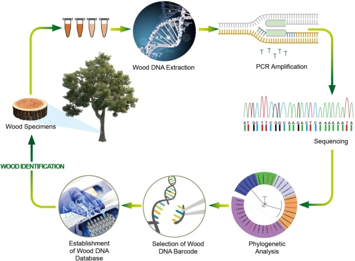 DNA Fingerprinting 1