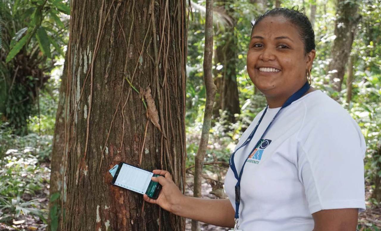 Barcodes for Wood Identification